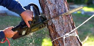 Best Tree Cabling and Bracing  in Lakewood, CO