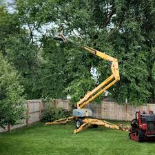 Best Tree Maintenance Programs  in Lakewood, CO