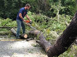 Best Tree Removal  in Lakewood, CO