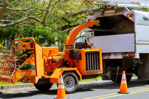 Best Tree Disease Treatment  in Lakewood, CO