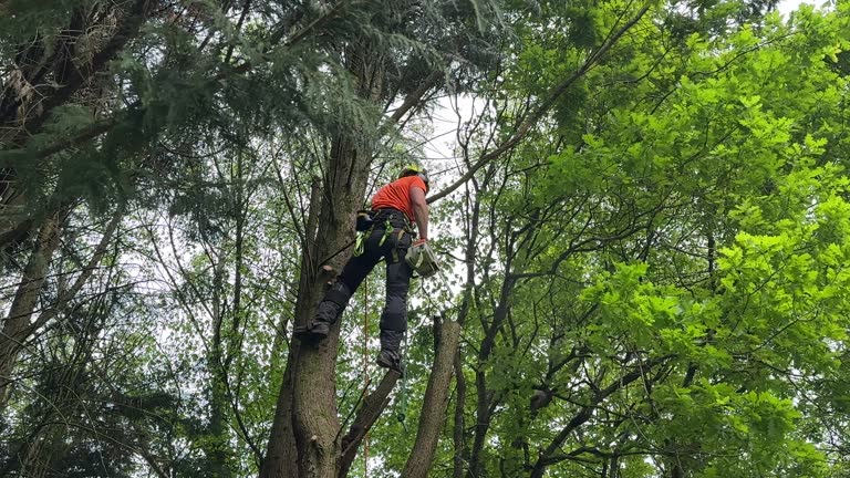 How Our Tree Care Process Works  in  Lakewood, CO