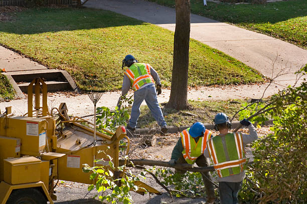 Best Storm Damage Tree Cleanup  in Lakewood, CO