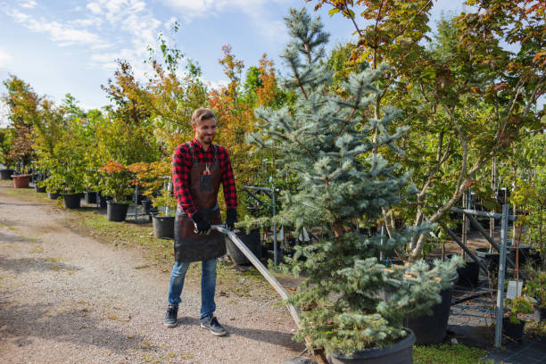 Best Tree Preservation Services  in Lakewood, CO