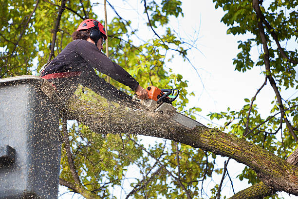 Best Utility Line Clearance  in Lakewood, CO