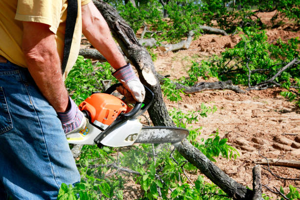 Best Tree Fertilization  in Lakewood, CO